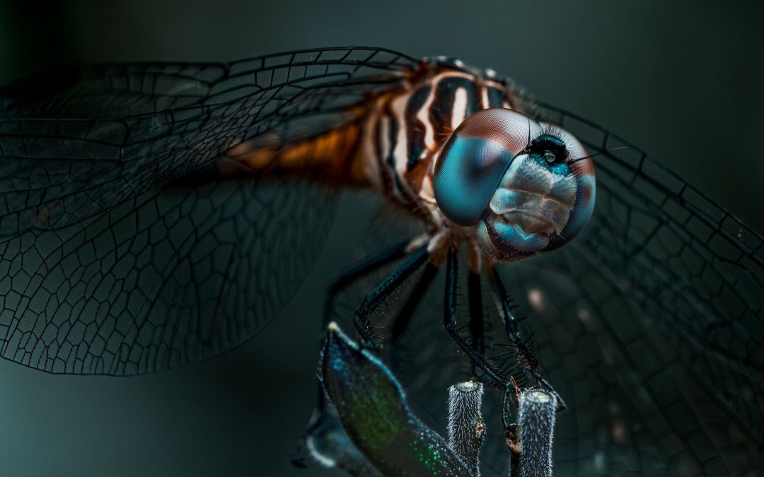 Die Augen der Libellen