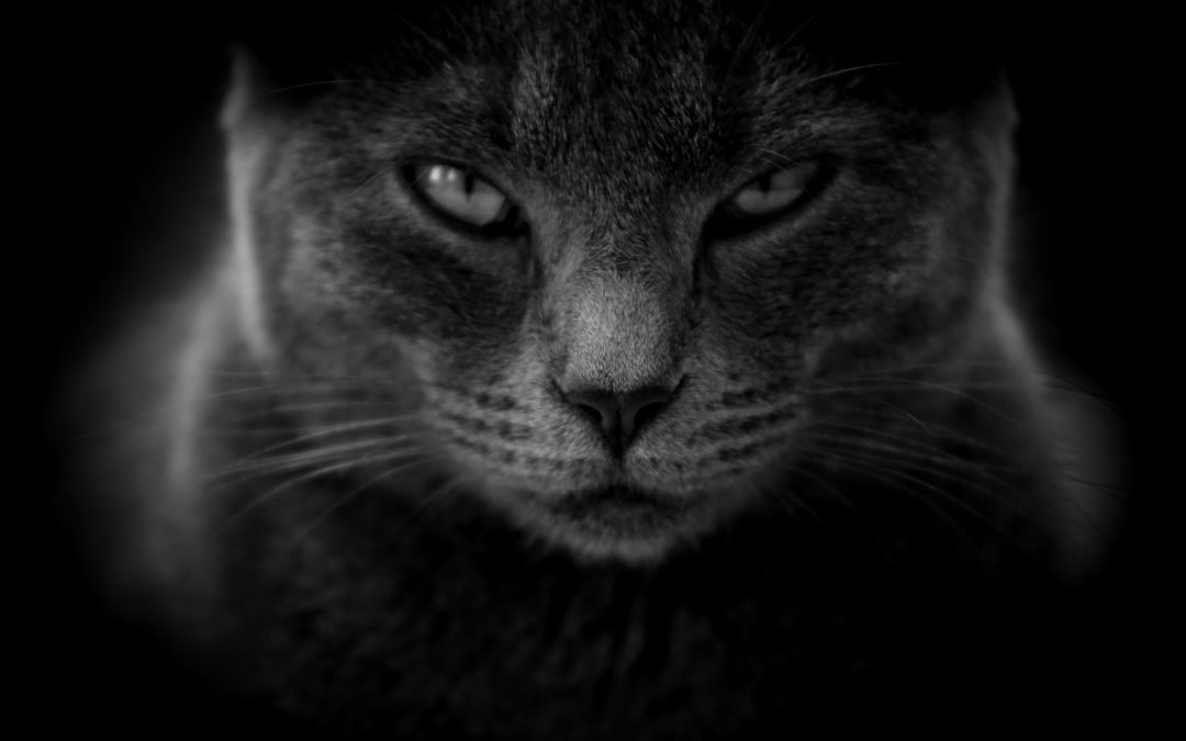 Katzenaugen