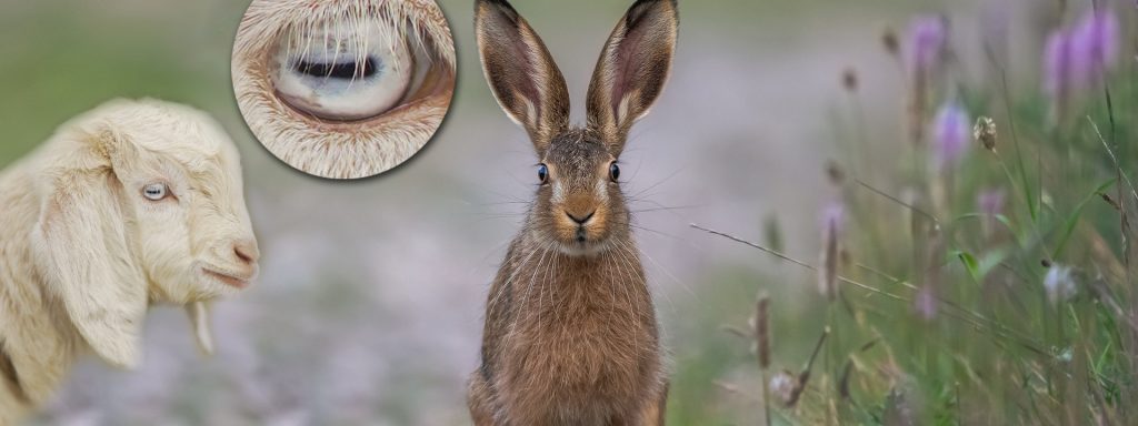 Augen bei Fluchttieren 1 ZiegeHase